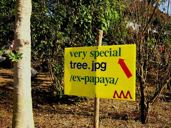 veary special tree