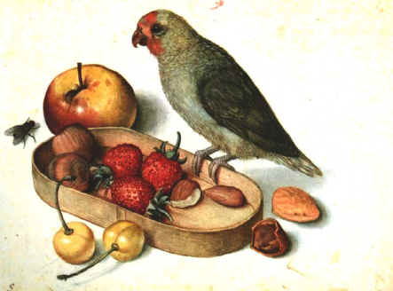 Georg Flegel (1566-1638): Still Life with Pygmy Parrot, (undated) Water coloured Drawing (KdZ No. 7498) (c. 23,4 × 17,2 cm)