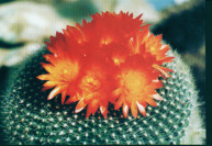 Brasilicactus haselbergii