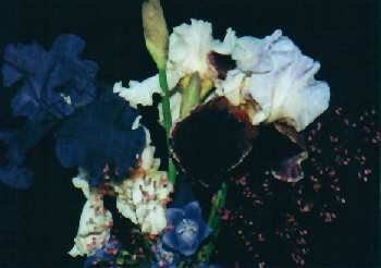 Iris barbata fajták