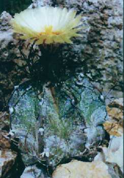 Astrophytum capricorne