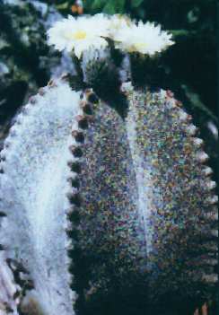 Astrophytum myriostigma