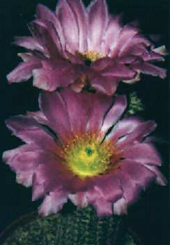 Echinocereus bristolii