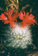 Mammillaria senilis