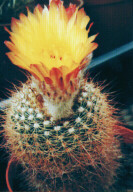 Notocactus bomelyei