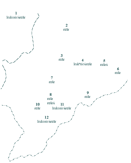 MNyA. 33. szár (a kukoricáé; szárazon)