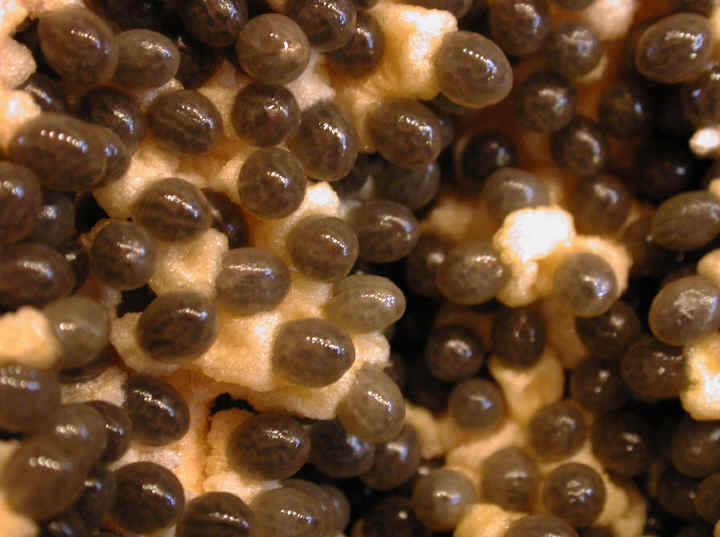 very_special_papaya_seeds