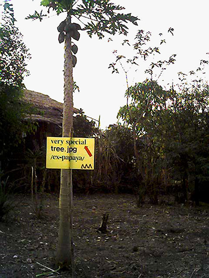 alt: very special tree