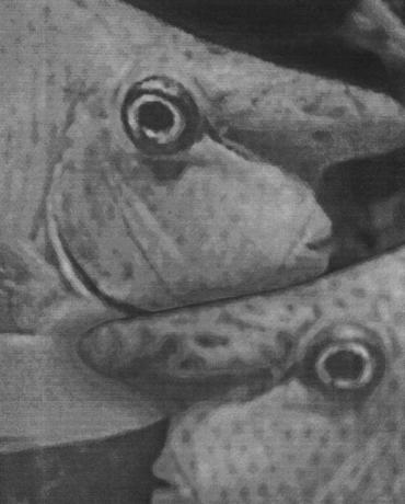 2006. március 2006. március