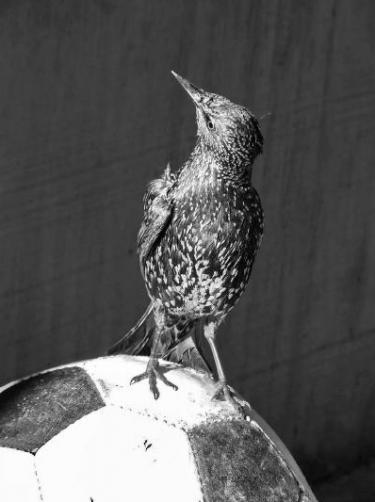 2009. július–augusztus