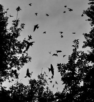 2009. január 2009. január