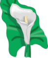 k�la.gif (6525 bytes)