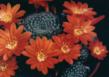 Rebutia senilis