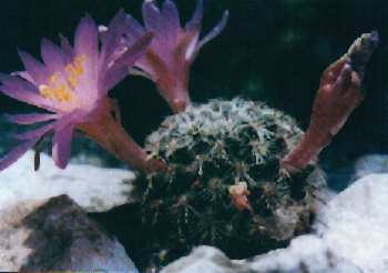 Mammillaria deherdtiana