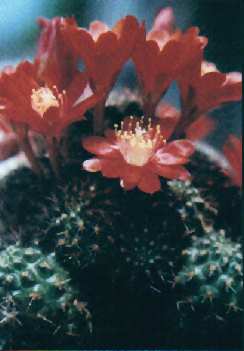 Rebutia deminuta