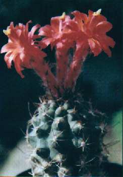 Matucana paucicostata