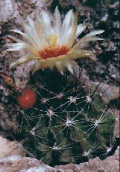 Thelocactus setispinus