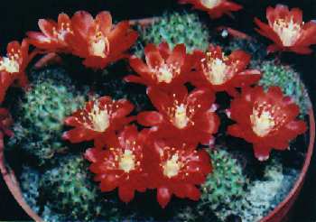 Rebutia spegazziniana