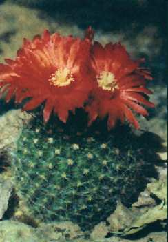 Parodia sanguiniflora