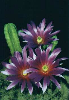 Echinocereus morricalii