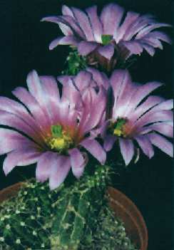 Echinocereus berlandieri