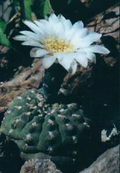 Gymnocalycium leptanthum