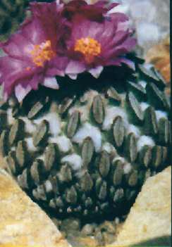 Pelecyphora aselliformis