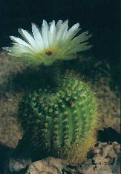 Notocactus werdermannianus