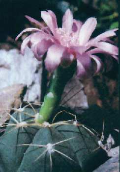 Gymnocalycium horstii