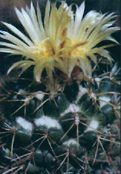 Coryphantha andreae