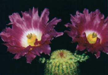 Echinocereus pectinatus