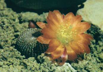 Rebutia heliosa
