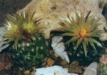 Escobaria missouriensis