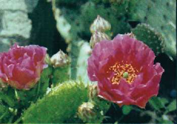 Opuntia phaeacantha