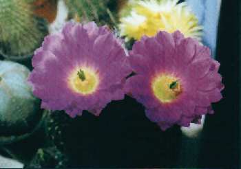 Echinocereus pulchellus