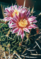 Echinofossulocactus arrigens