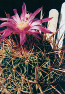 Echinofossulocactus dichroacanthus