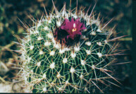 Echinofossulocactus lilaciniflorus