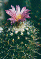 Echinofossulocactus tetraxiphus