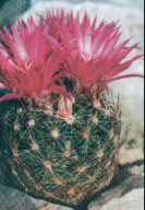 Escobaria vivipara var arizonica