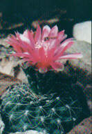 Gymnocalycium baldianum
