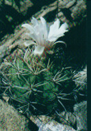 Gymnocalycium hybopleurum var. ferocior