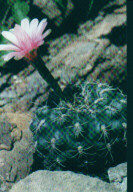 Gymnocalycium platense