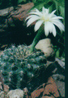 Gymnocalycium platense fa. roseiflorum