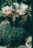 Gymnocalycium spegazzinii