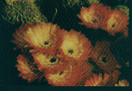 Lobivia haematantha var. amblayensis