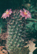 Mammillaria alamensis