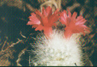 Mammillaria senilis