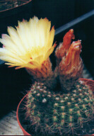 Notocactus concinnus