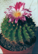 Notocactus herteri